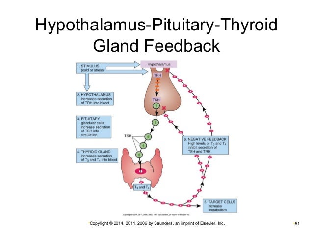 Chapter 016, Hypothalamus